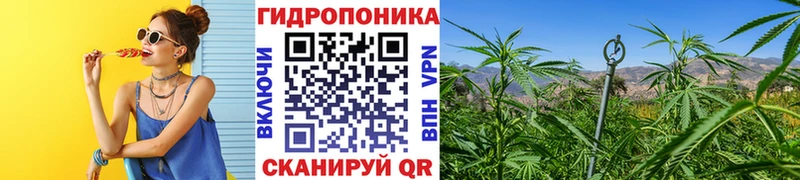 Купить где  Мензелинск  Бошки марихуана ГИДРОПОН 